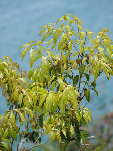 Image of Lithocarpus konishii by no rights reserved