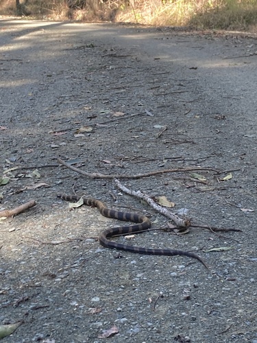 Stephens' Banded Snake sighting