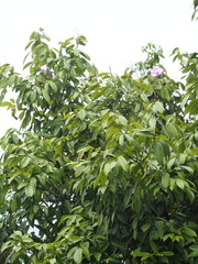 葉子, CC0, iNaturalist via GBIF Ormosia formosana, photograph 葉子, CC0, iNaturalist via GBIF