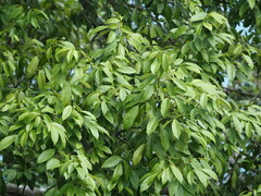 葉子, CC0, iNaturalist via GBIF Ormosia formosana, photograph 葉子, CC0, iNaturalist via GBIF