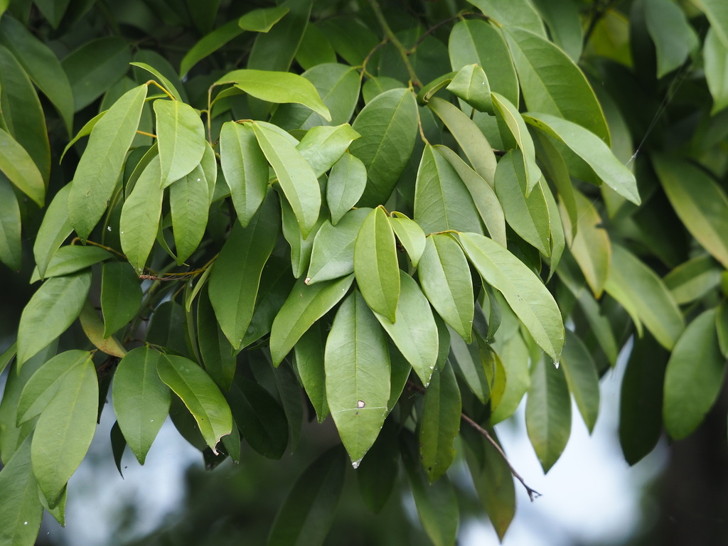 Ormosia formosana; photograph 葉子, CC0, iNaturalist via GBIF