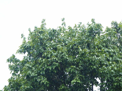 Ormosia formosana, photograph 3