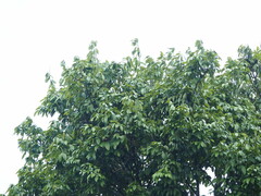 葉子, CC0, iNaturalist via GBIF Ormosia formosana, photograph 葉子, CC0, iNaturalist via GBIF