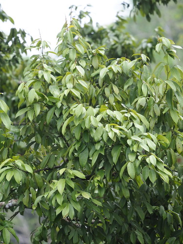 Ormosia formosana, photograph 4