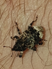 Cryptorhynchus lapathi