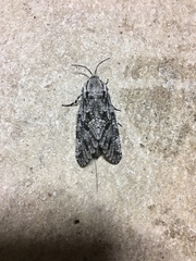 Prionoxystus robiniae