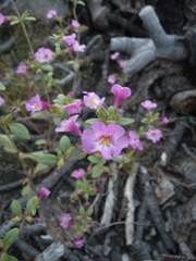 Diplacus torreyi