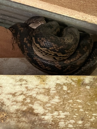 Australian Scrub Python sighting