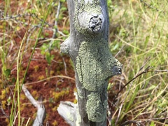 Parmeliopsis ambigua