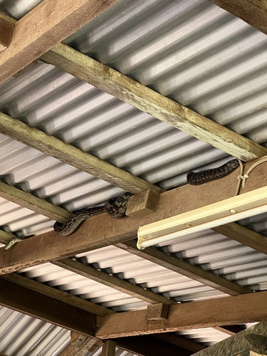 Australian Scrub Python sighting