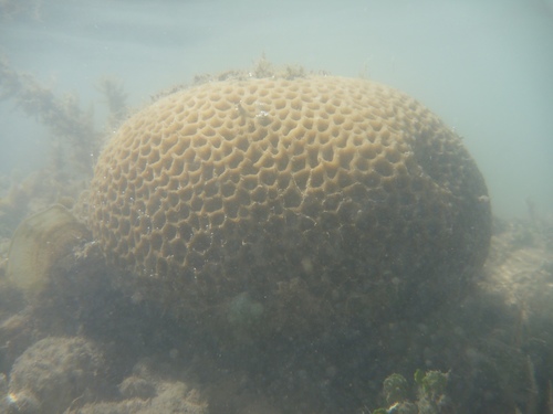 Coelastrea aspera