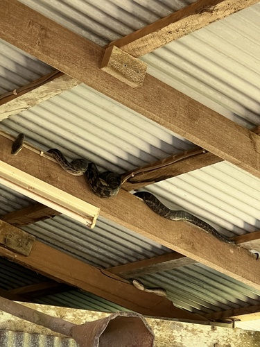 Australian Scrub Python sighting