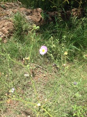 Psilactis asteroides