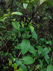 Exostema