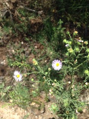 Psilactis asteroides