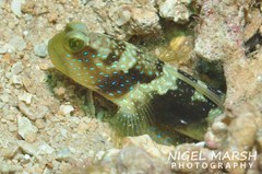 Cryptocentrus fasciatus