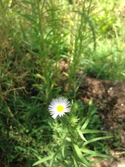 Psilactis asteroides