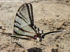 Protographium epidaus epidaus