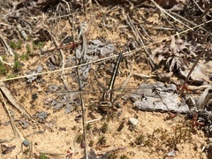 Phanogomphus lividus