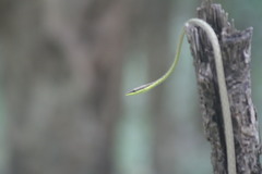 Oxybelis microphthalmus