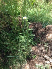 Psilactis asteroides