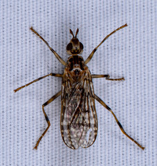 Boreothrinax maculipennis