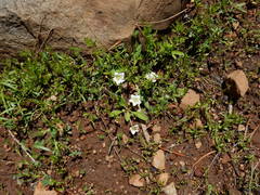 Hesperochiron pumilus