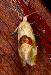 Phalonidia lepidana