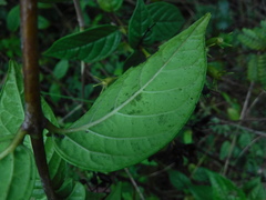 Exostema