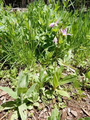 Primula jeffreyi