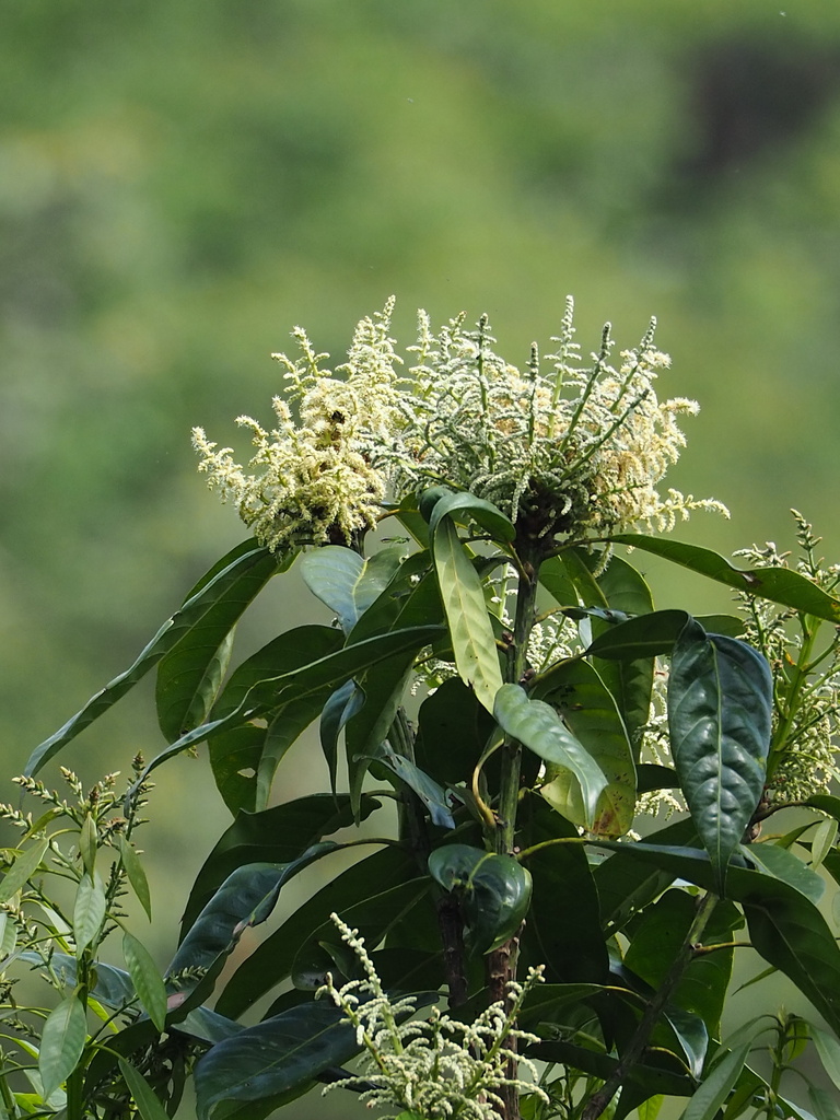 Lithocarpus brevicaudatus