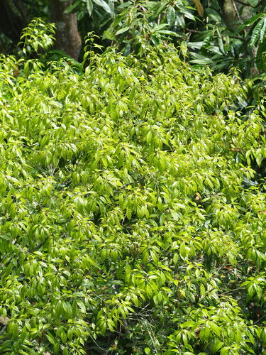 Image of Lithocarpus konishii by no rights reserved