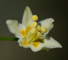 Toxicoscordion fontanum