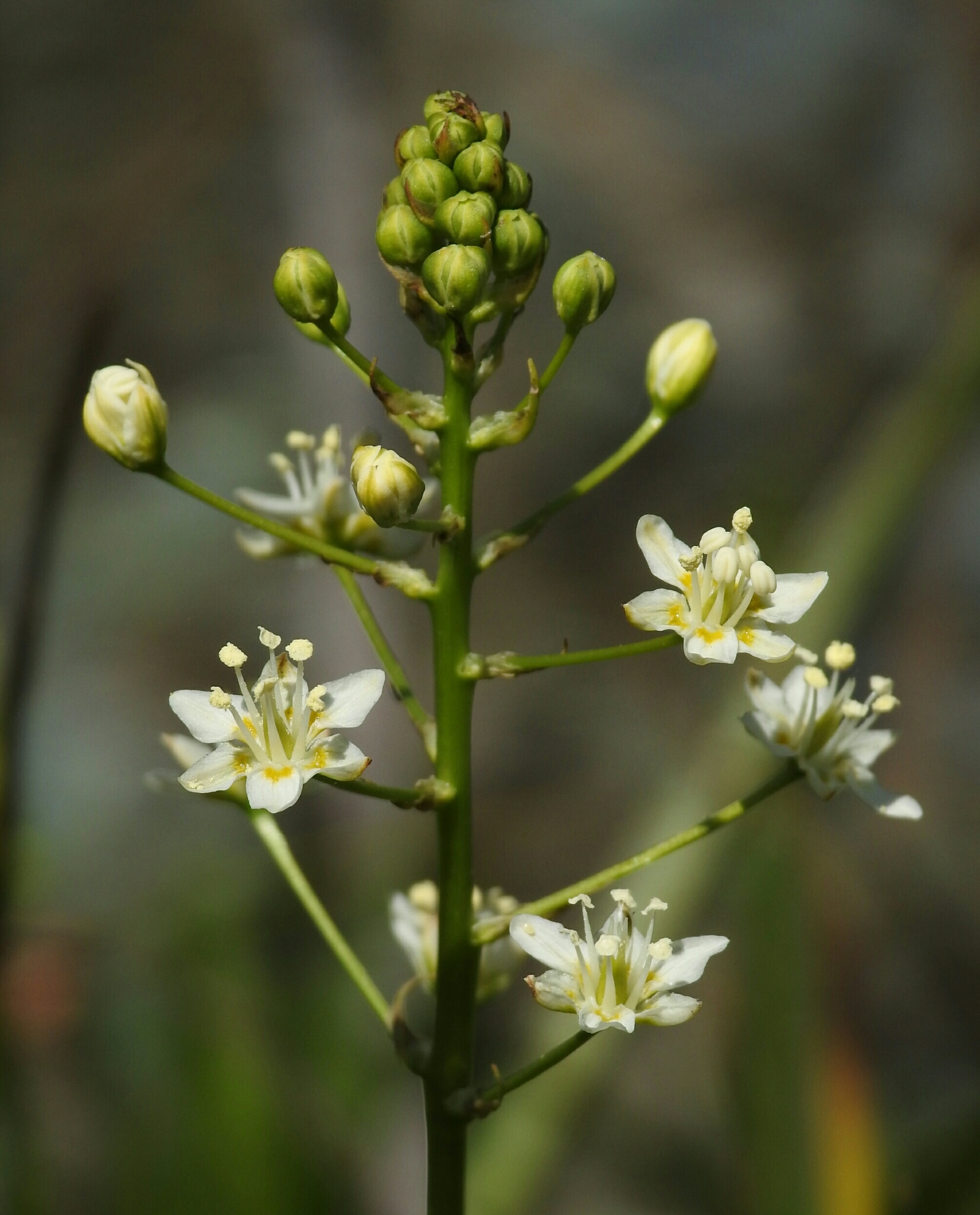 Toxicoscordion fontanum