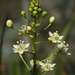 Smallflower Deathcamas - Photo (c) David Greenberger, some rights reserved (CC BY-NC-ND), uploaded by David Greenberger