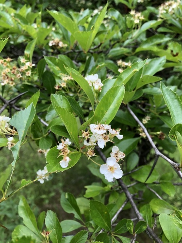Cockspur hawthorn (Crataegus crus-galli)