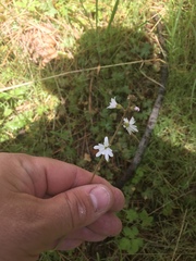 Lithophragma glabrum
