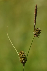 Carex serratodens
