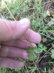 Lithophragma glabrum