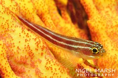 Helcogramma striata