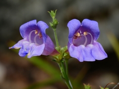 Penstemon heterophyllus purdyi