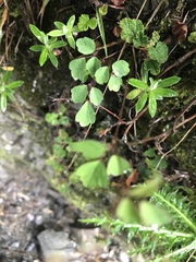 Thalictrum urbainii