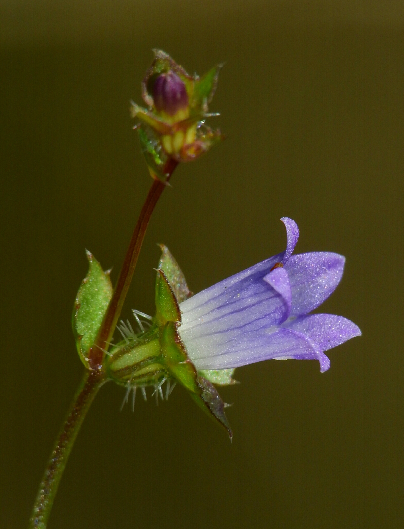 Heterocodon rariflorus
