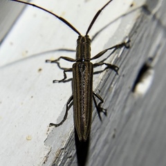 Hippopsis lemniscata