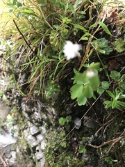Thalictrum urbainii