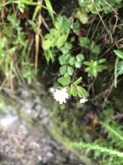 Thalictrum urbainii