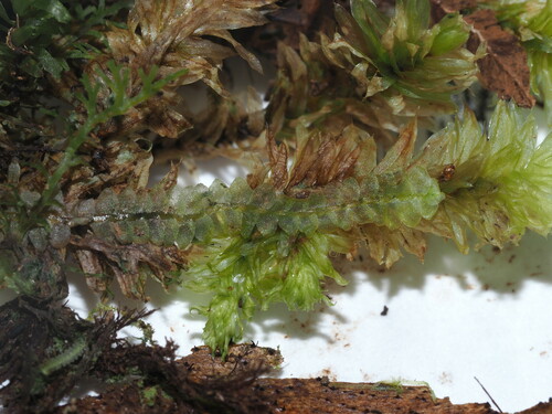 Calypogeia tosana observed 2024-08-17