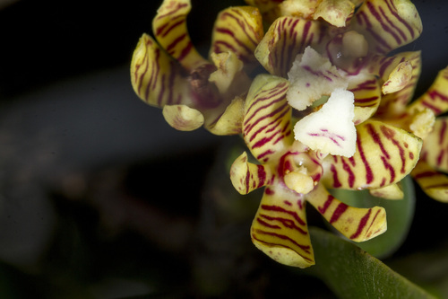 Image of Acampe praemorsa by (c) Ramesh Shenai Jr., some rights reserved (CC BY)