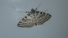 Conchylodes concinnalis
