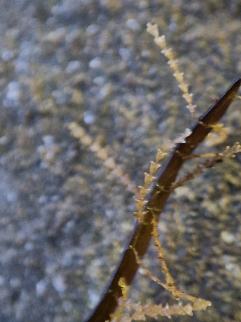 sea oak